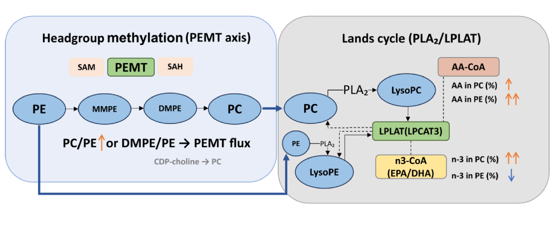 A Membrane-­Centric Plasma Lipidomic Signature  of Response to Long-­Acting Naltrexone in Alcohol  Use Disorder